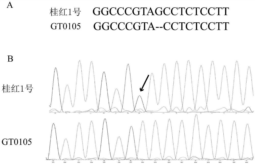 Method for cultivating broad-spectrum bacterial leaf streak resistant rice, primer and expression cassette