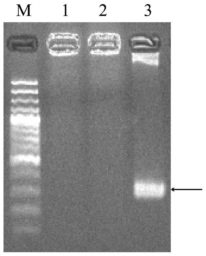 Method for cultivating broad-spectrum bacterial leaf streak resistant rice, primer and expression cassette