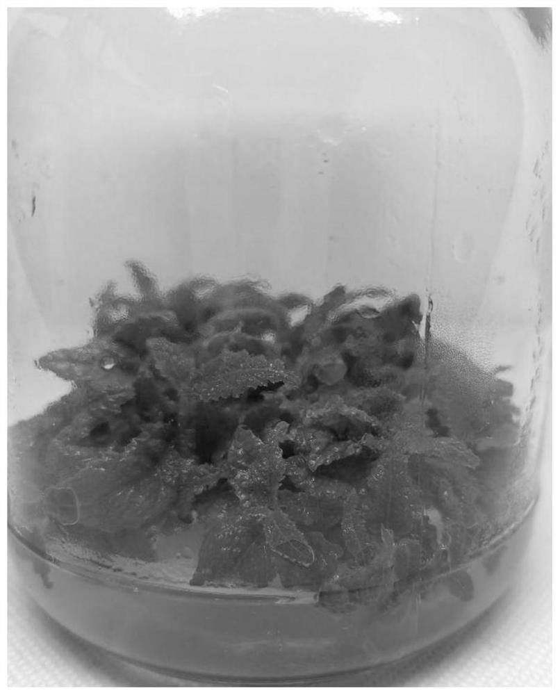 Efficient tissue culture breeding method for ficus hirta