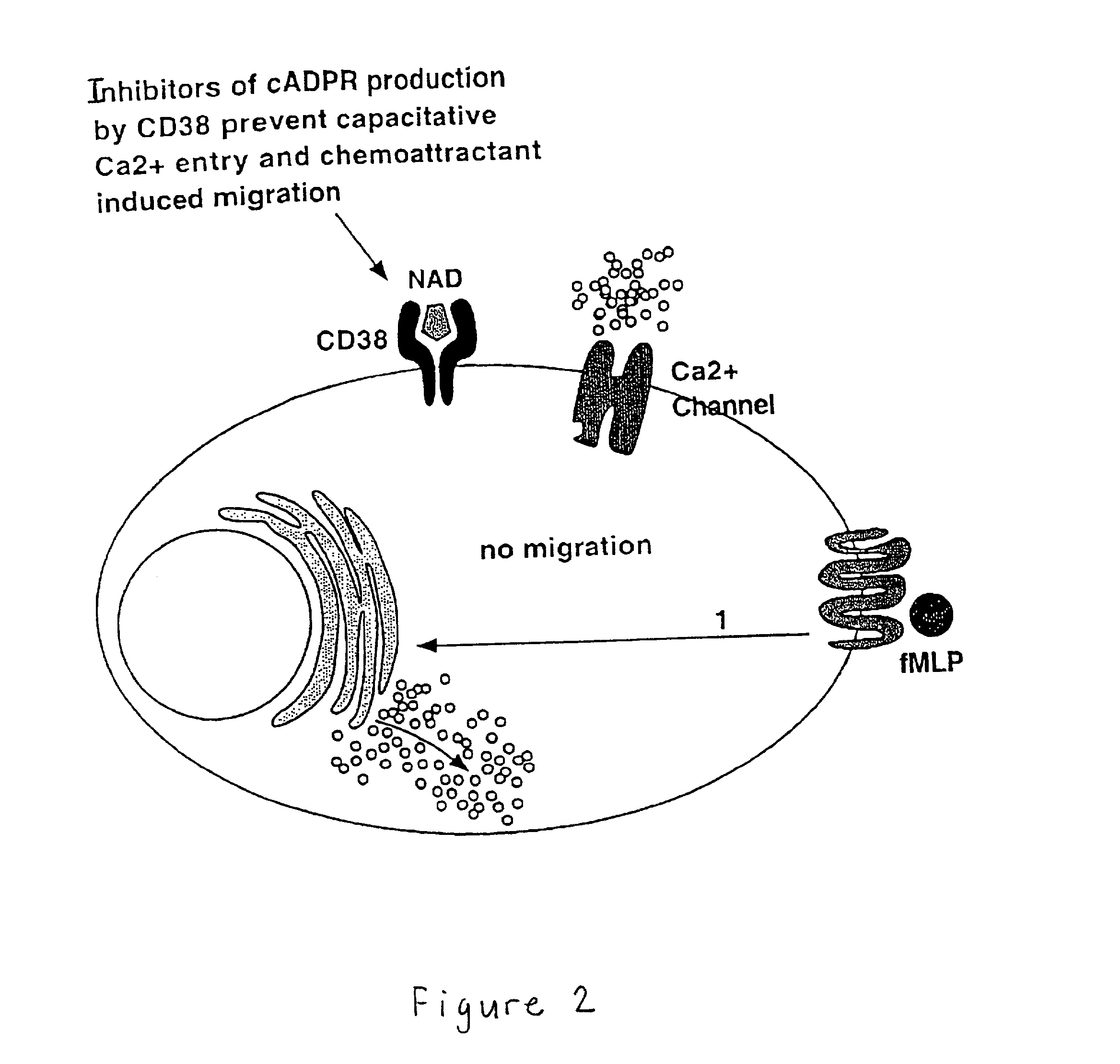 CD38 modulated chemotaxis