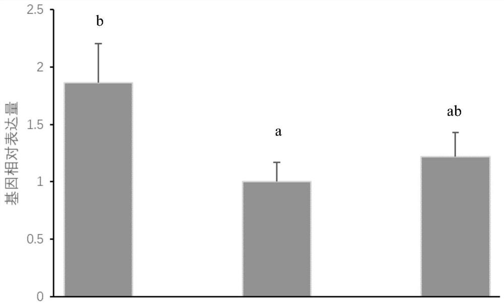 Method for improving in-vitro maturation and development rate of porcine oocytes by adopting agomelatine