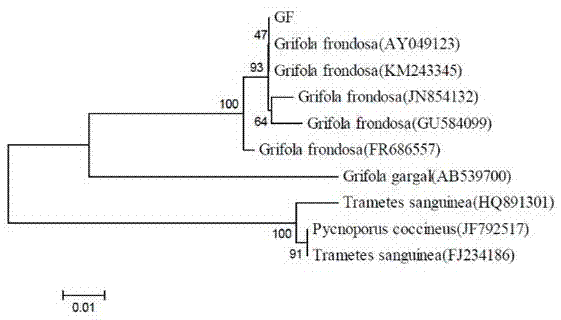 Strain for producing griflola frondosa polysaccharides and application thereof