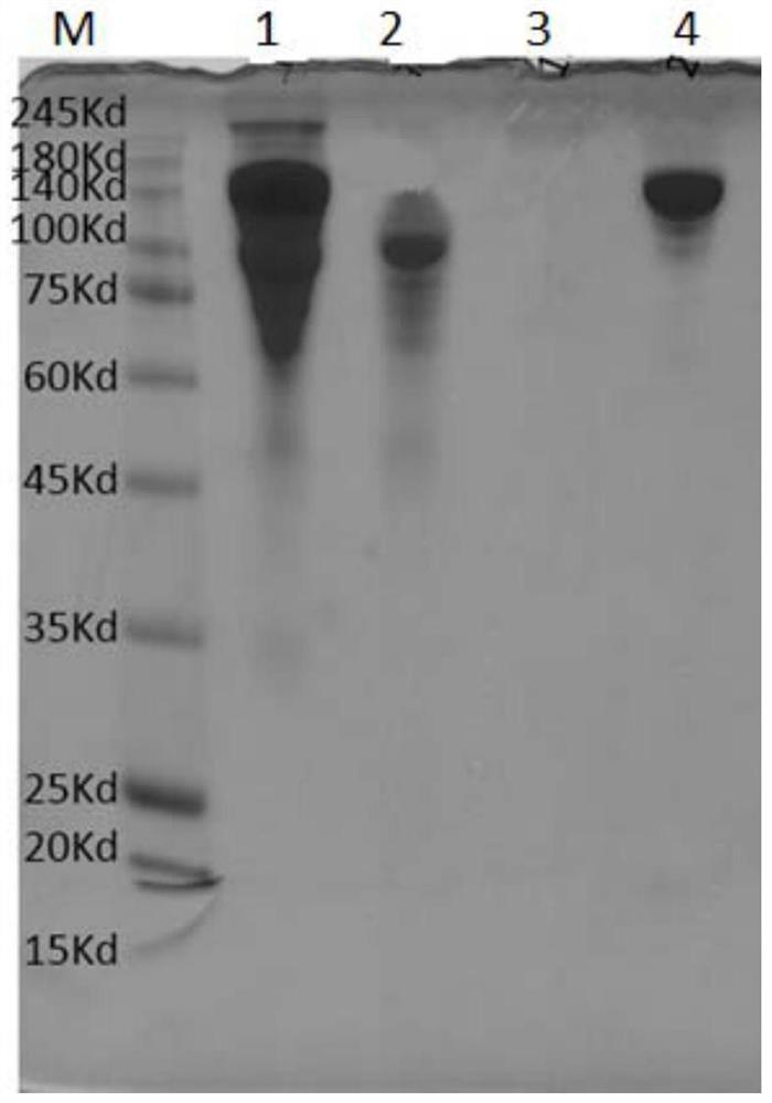 A purification method and preparation method of recombinant human type III collagen