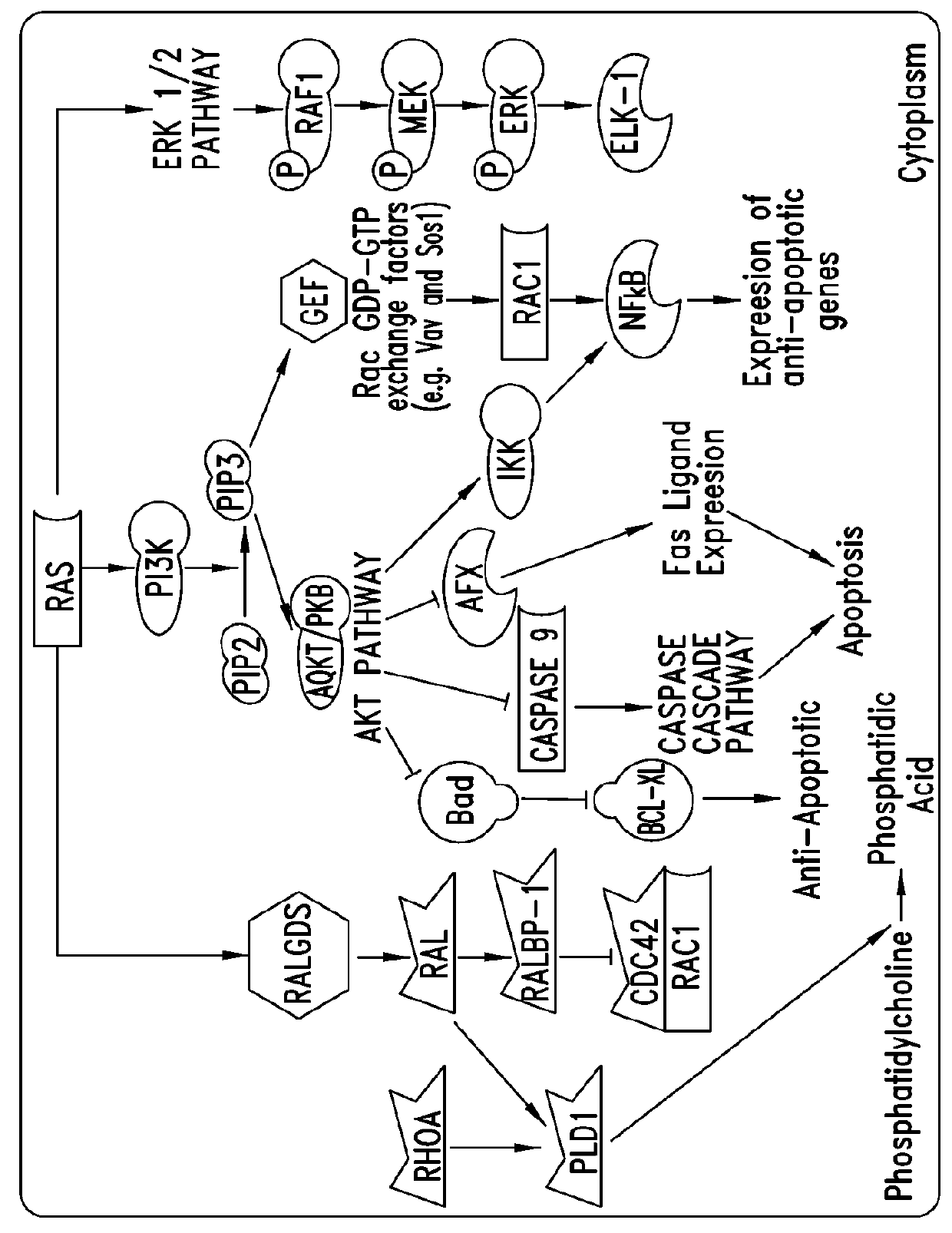 Irreversible covalent inhibitors of the gtpase k-ras g12c