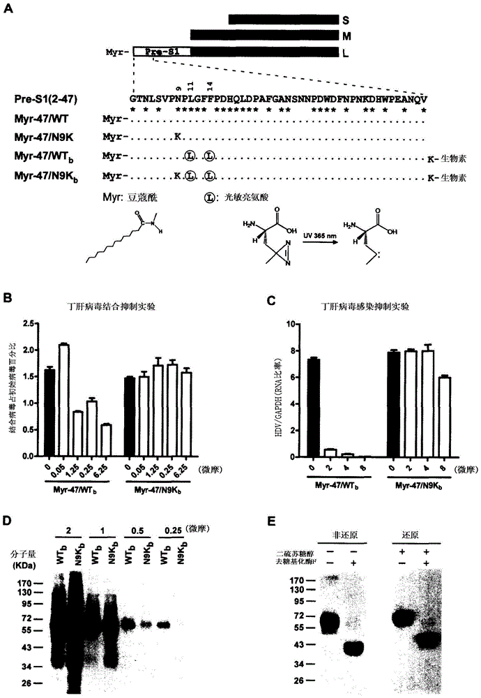 Compositions and uses of functional receptor for hbv/hdv virus