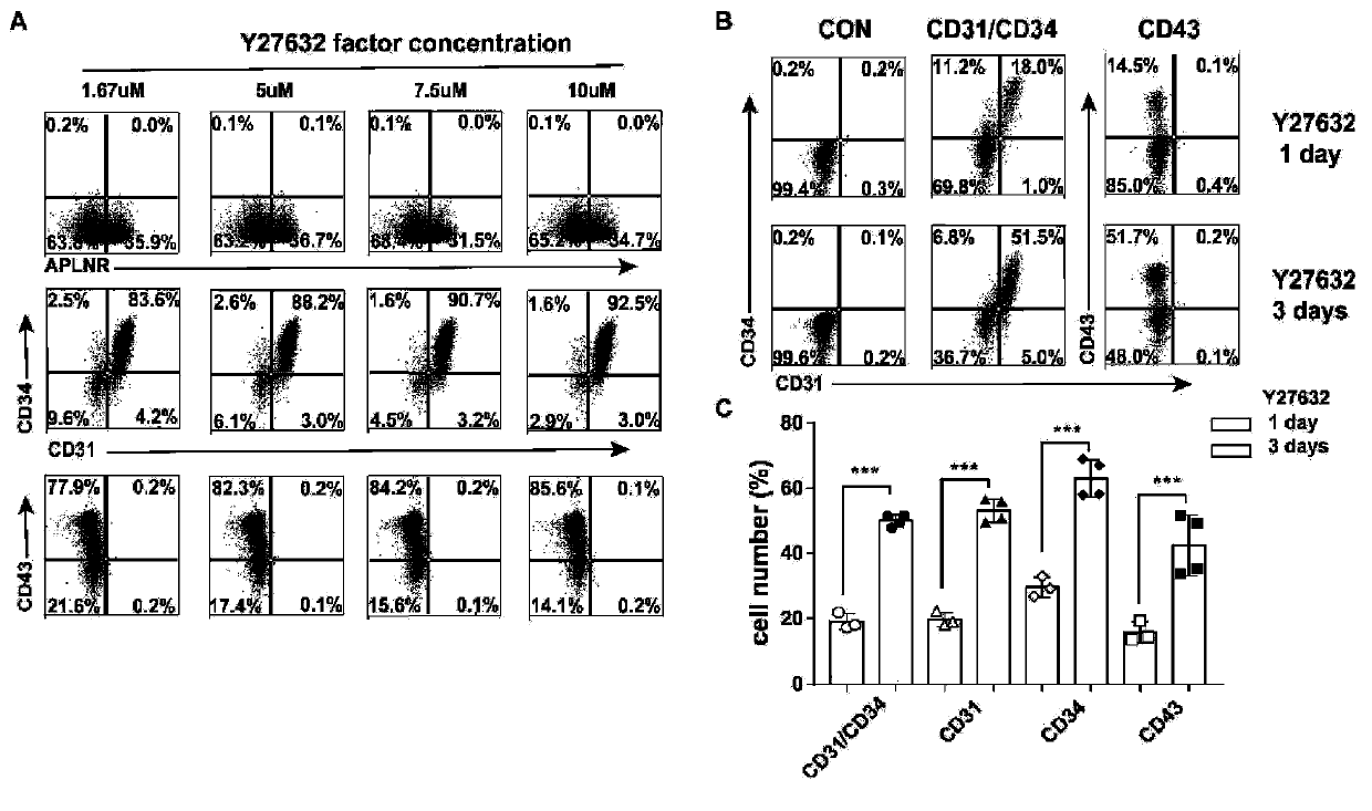 Method for obtaining endothelial cells from human pluripotent stem cells by efficient differentiation