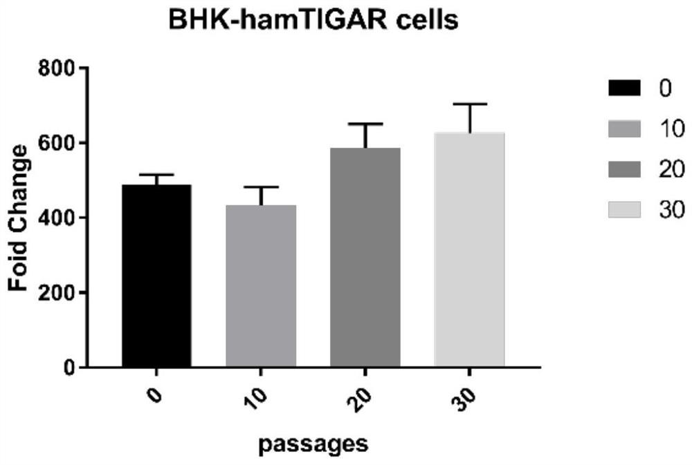 Bhk cell line stably expressing hamster tigar gene and its construction method and application