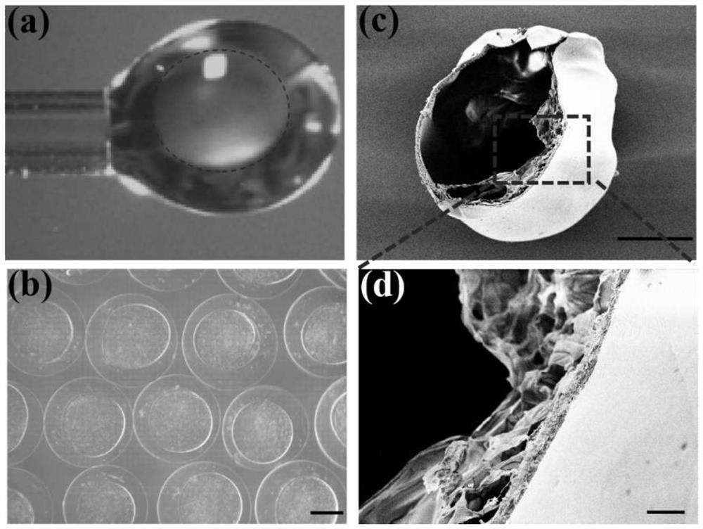 Preparation and application of two-aqueous-phase porous pancreas islet microcapsule with core-shell structure