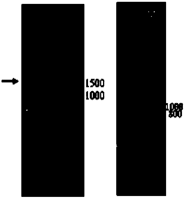 Sugar cane sucrose transport protein ShSUT3 and application of coding gene thereof