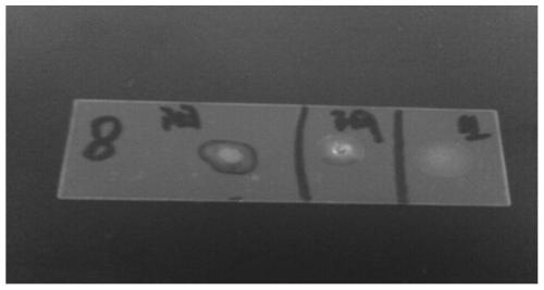 A Rabbit Bordetella Bronchiseptica Subunit Vaccine