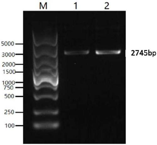 Fusion protein of porcine pseudorabies virus and preparation method, application and vaccine of fusion protein