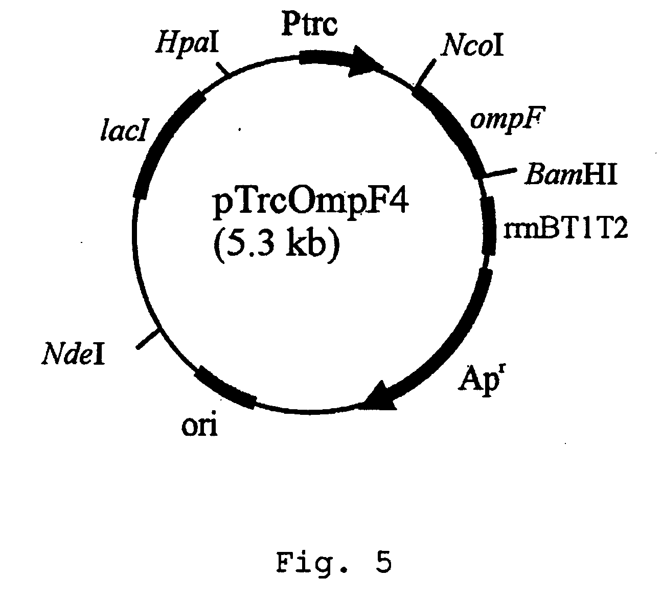 Method for extracellular production of target proteins employing OmpF in E.coli