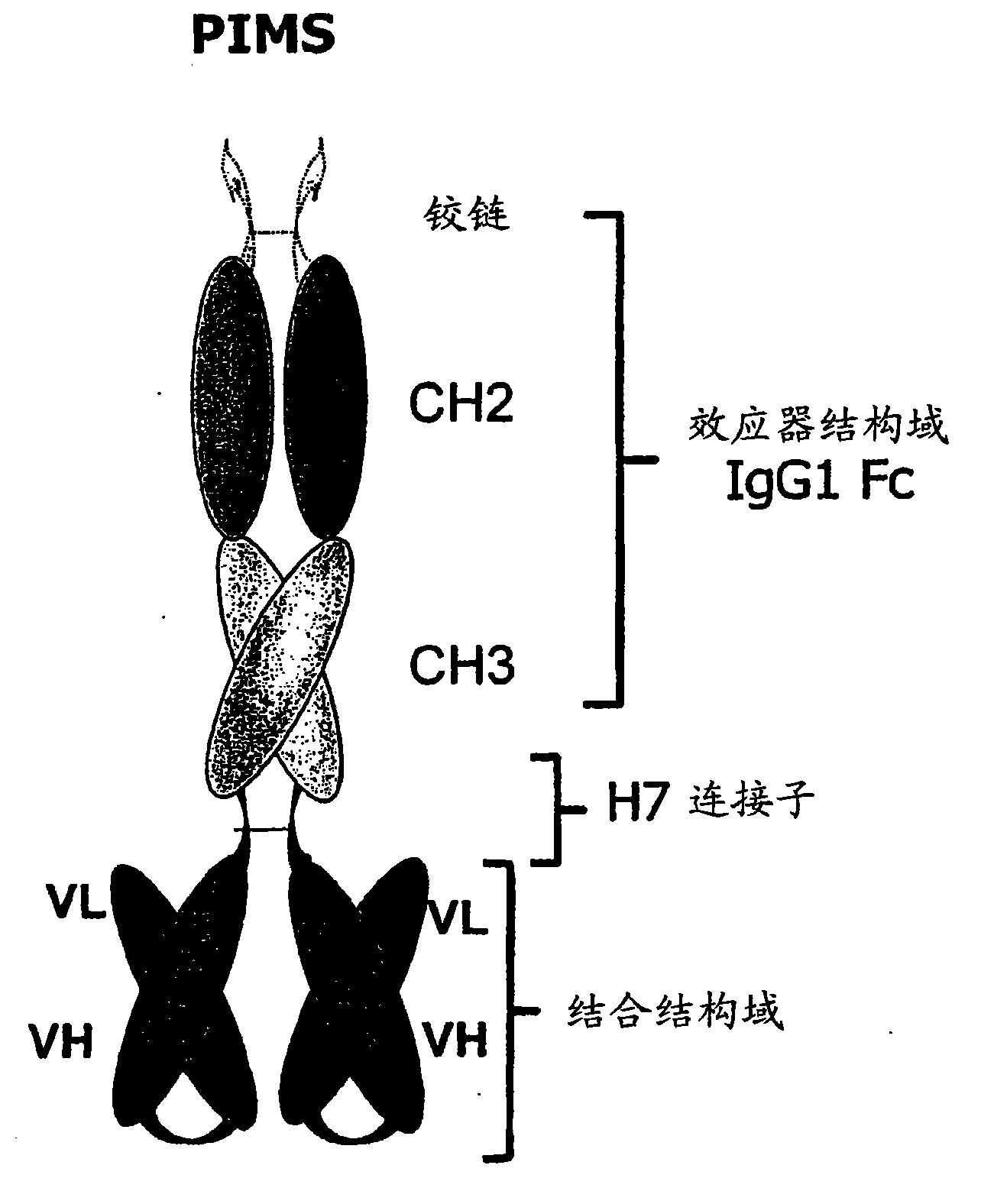 Binding peptides having a c-terminally disposed specific binding domain