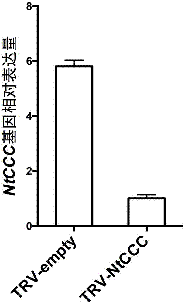 NtCCC (nicotiana tabacum cation/chloride cotransporter) and application thereof