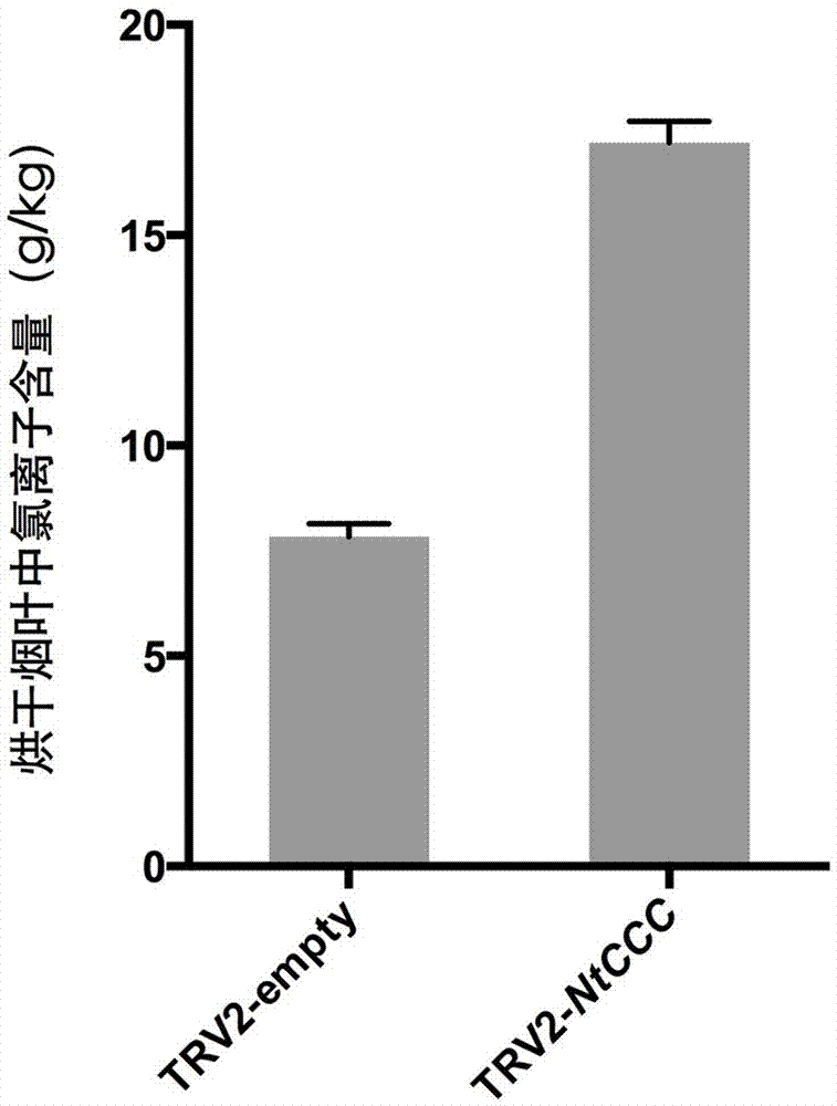 NtCCC (nicotiana tabacum cation/chloride cotransporter) and application thereof