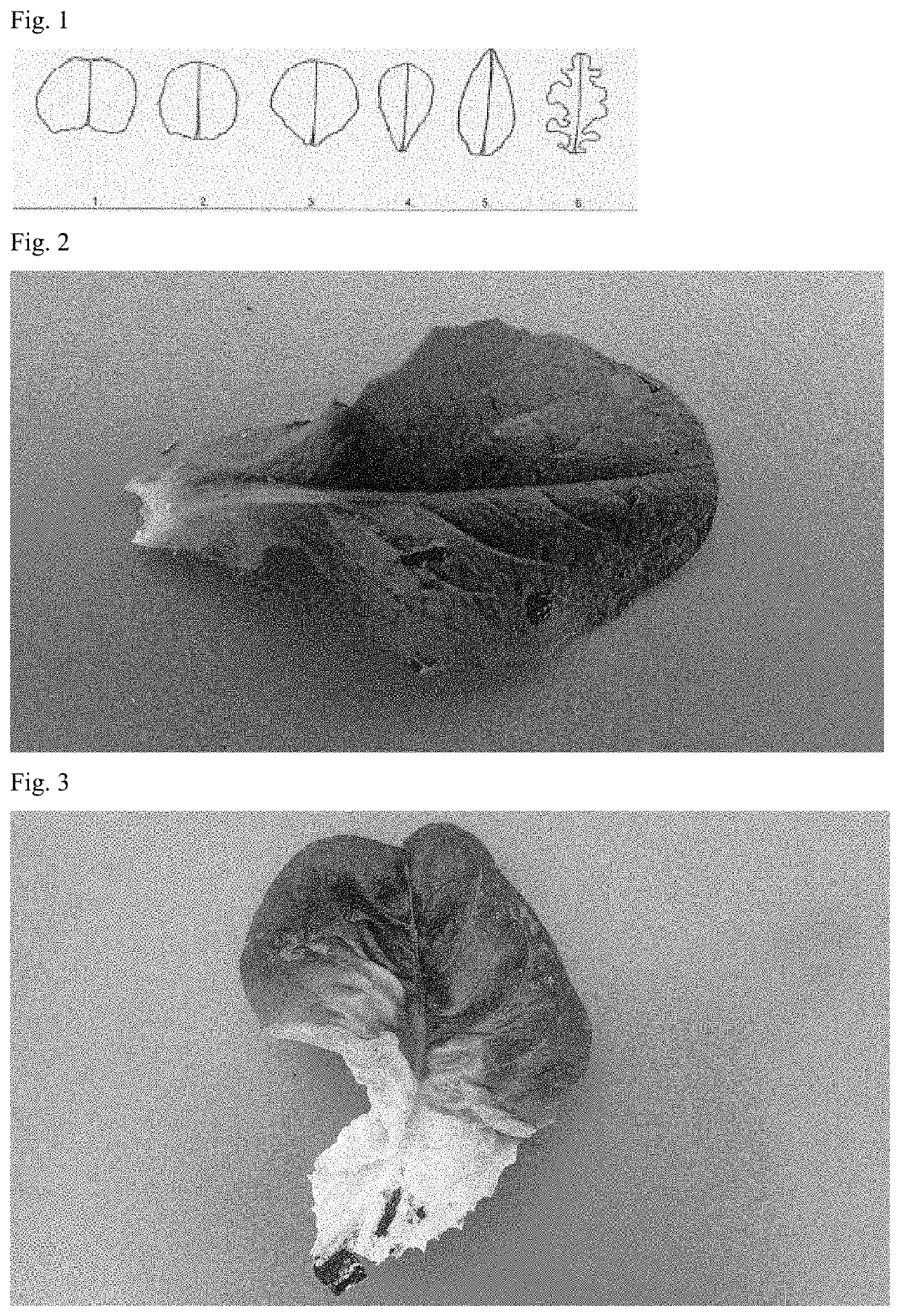 Lettuce variety 79-224 RZ