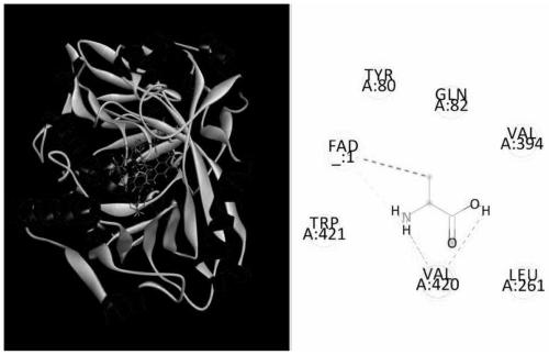 Engineering bacterium for efficiently synthesizing pyruvic acid and D-alanine and construction method and application of engineering bacterium