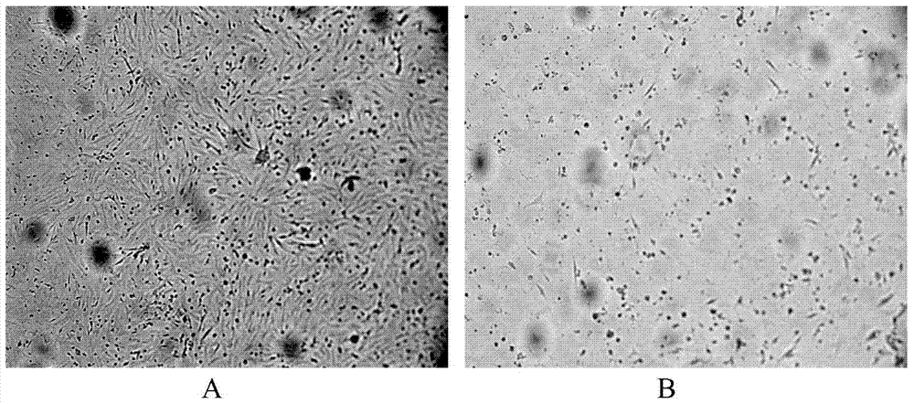 Chicken embryo fibroblast-adapted strain of goose paramyxovirus and its application