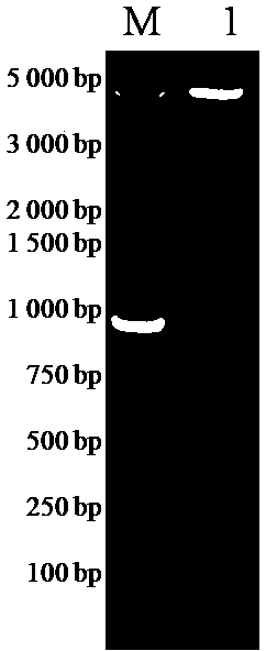 Enzyme linked immunosorbent assay (ELISA) kit for detecting atypical porcine pestivirus (APPV) antibody based on E2 protein