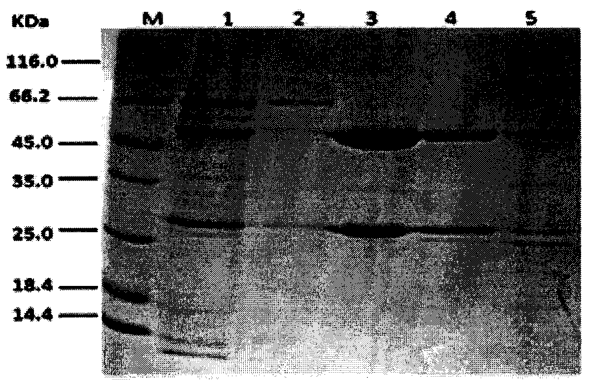 Antibody affinity purification material and its application