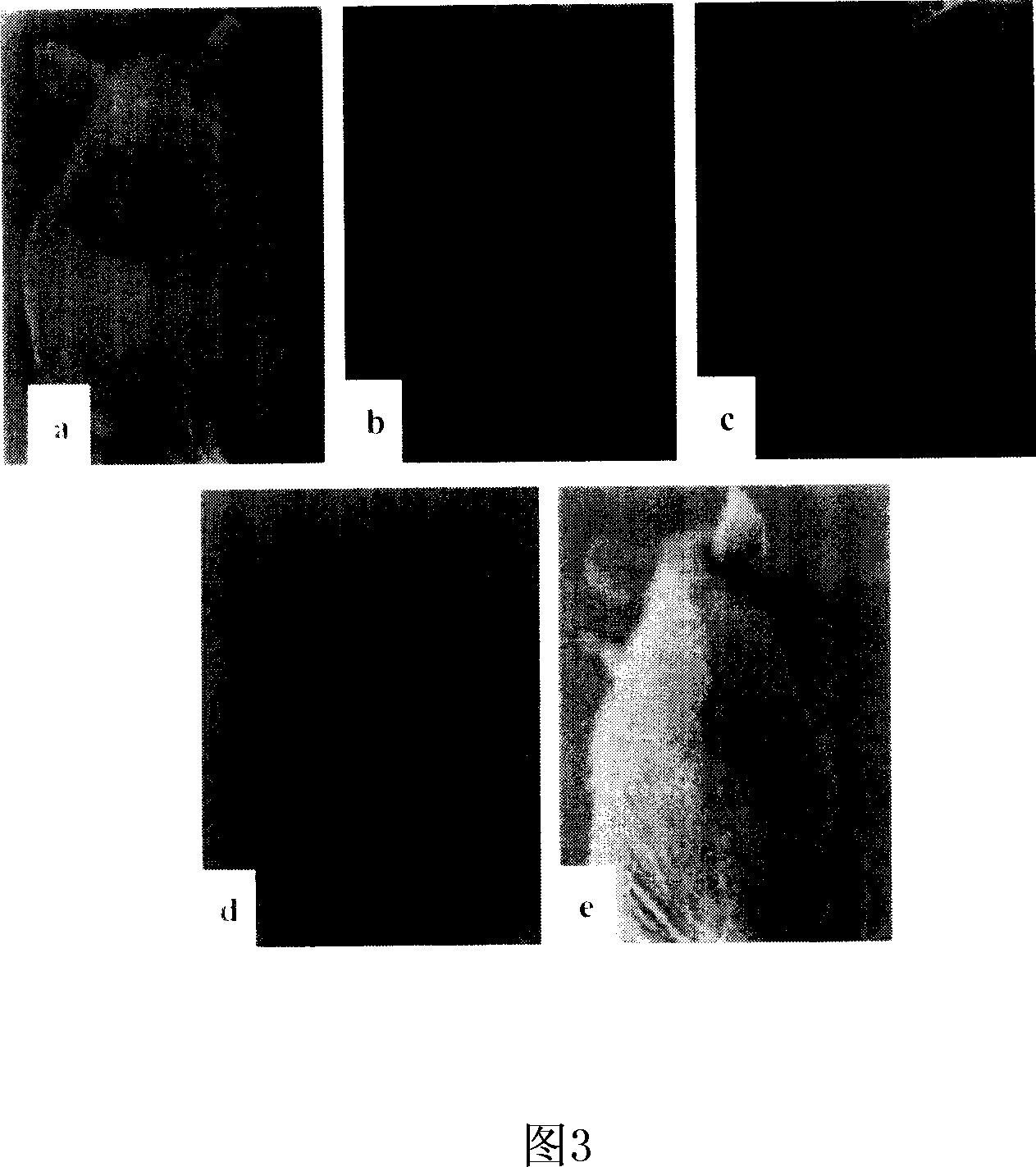 Construction method and application for complexion adjustable organization engineering skin
