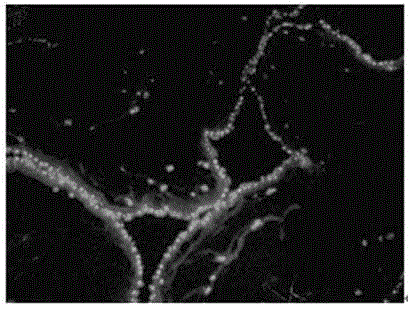 Subtotipotent stem cells of human placenta and method for constructing stem cell bank thereof