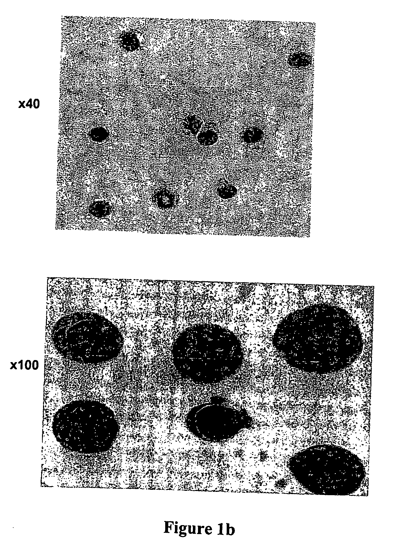 Methods for enhancing engraftment of purified hematopoietic stem cells in allogenic recipients