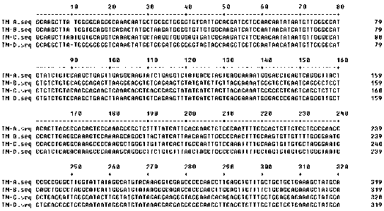 Universal RT-PCR (Reverse Transcription Polymerase Chain Reaction) detection primer and detection method for avian pneumovirus