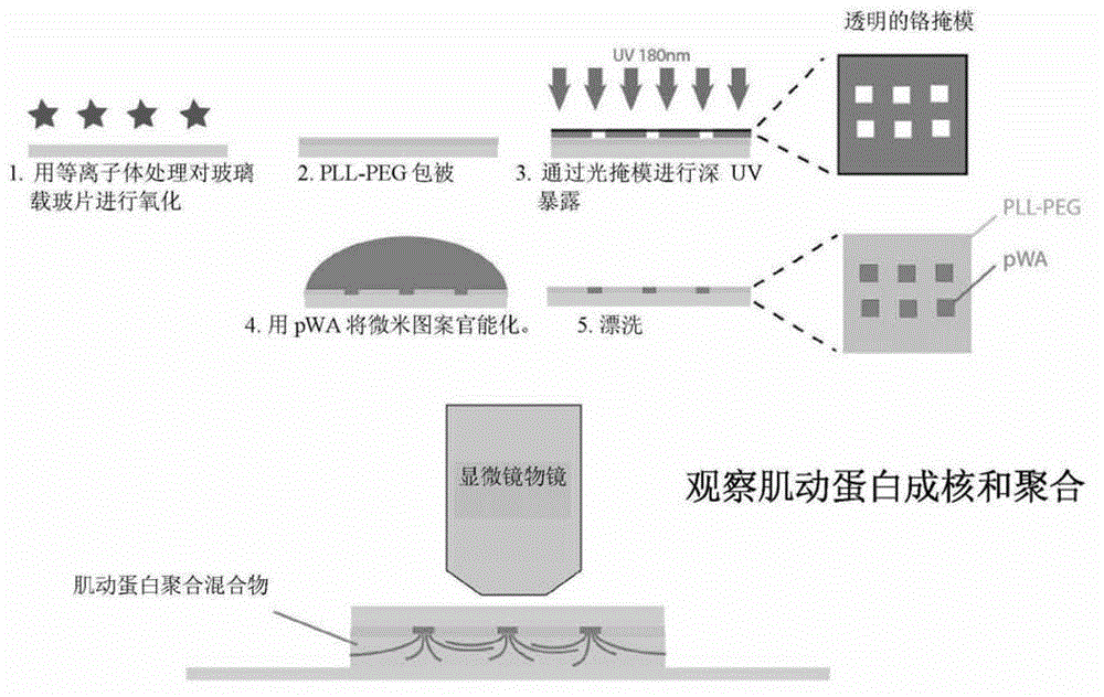 Devices and methods for controlling actin filaments growth and organization using micropatterned nucleation sites