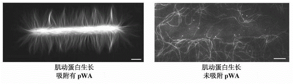 Devices and methods for controlling actin filaments growth and organization using micropatterned nucleation sites