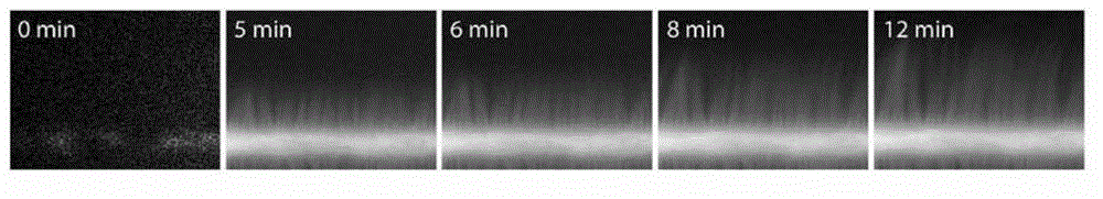 Devices and methods for controlling actin filaments growth and organization using micropatterned nucleation sites