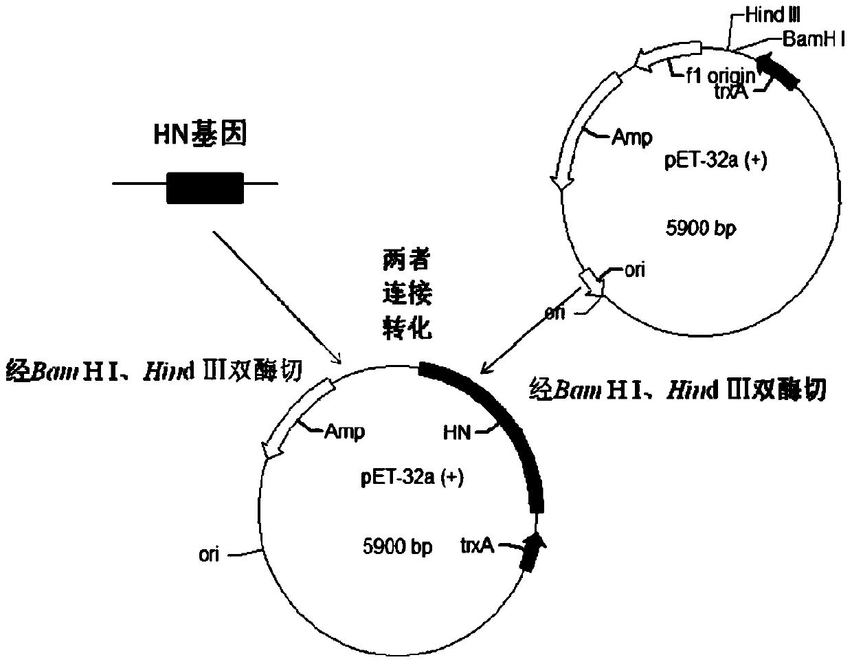 Recombinant Salmonella pullorum, preparation method and application