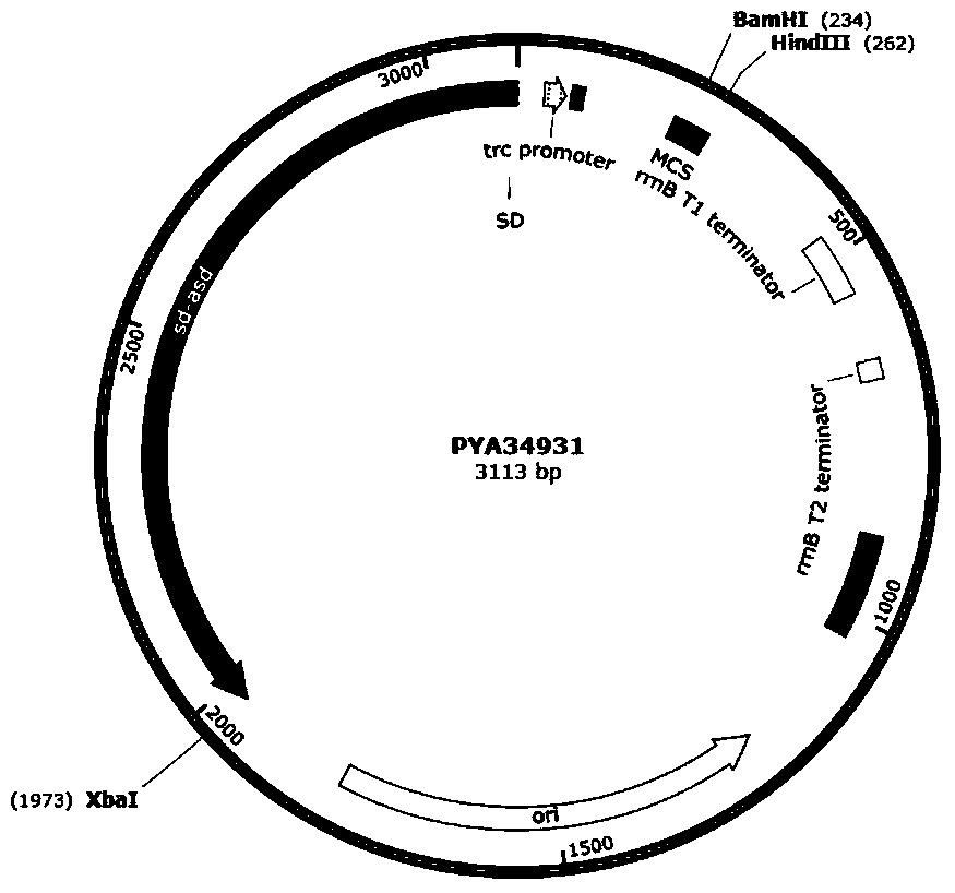 Recombinant Salmonella pullorum, preparation method and application