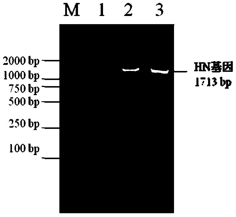 Recombinant Salmonella pullorum, preparation method and application