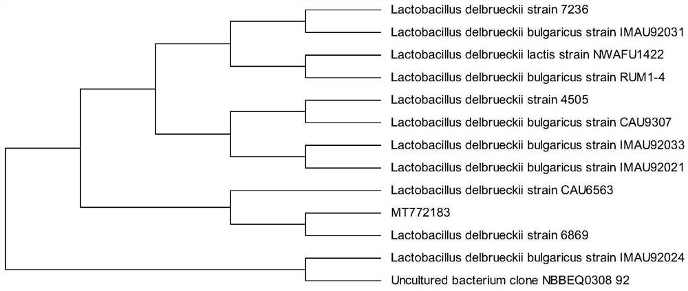 Lactobacillus delbrueckii and soybean milk beverage obtained by fermenting lactobacillus delbrueckii