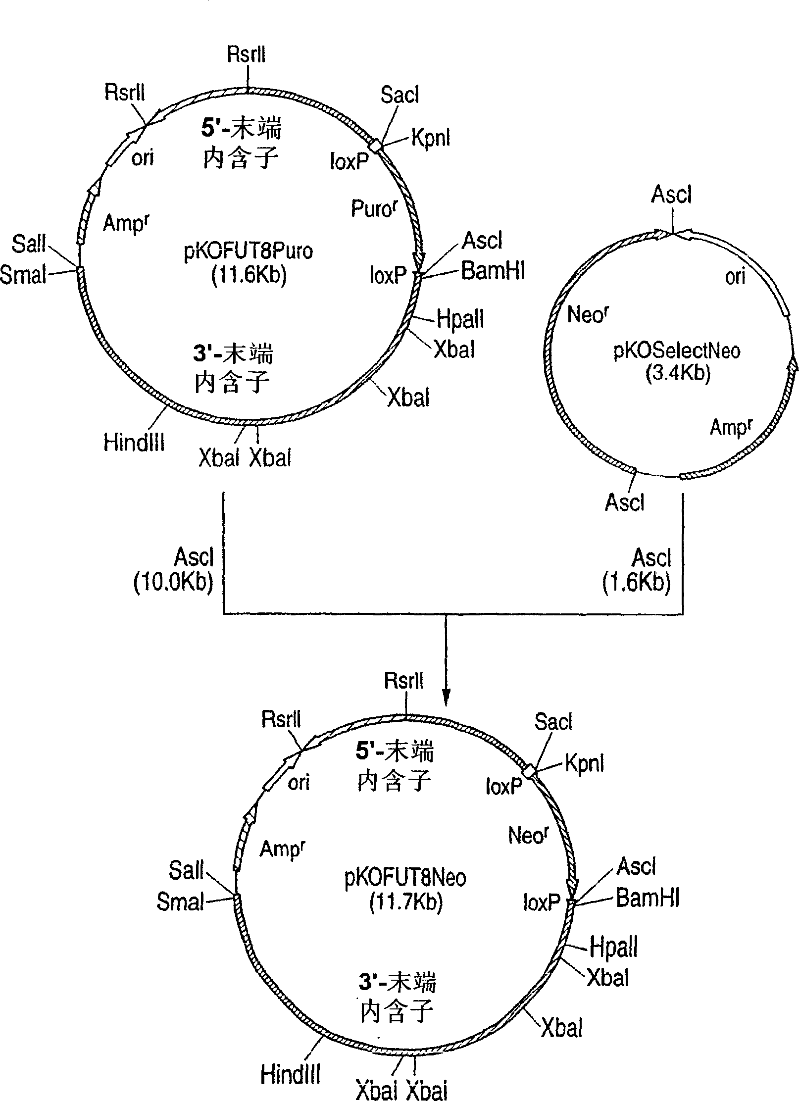 Method of producing antithrombin iii composition