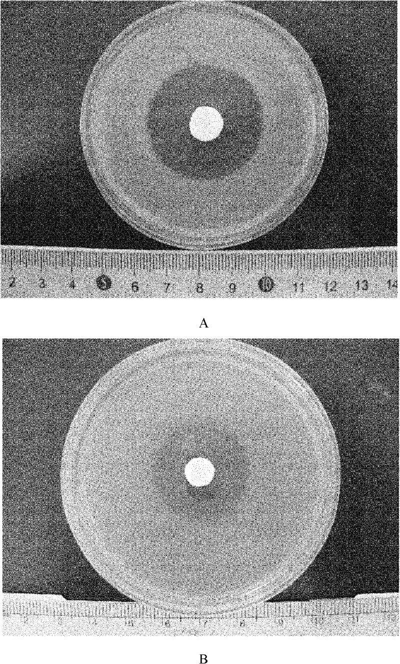 Medicinal sustained-release preparation for treating osteomyelitis and preparation method and application thereof