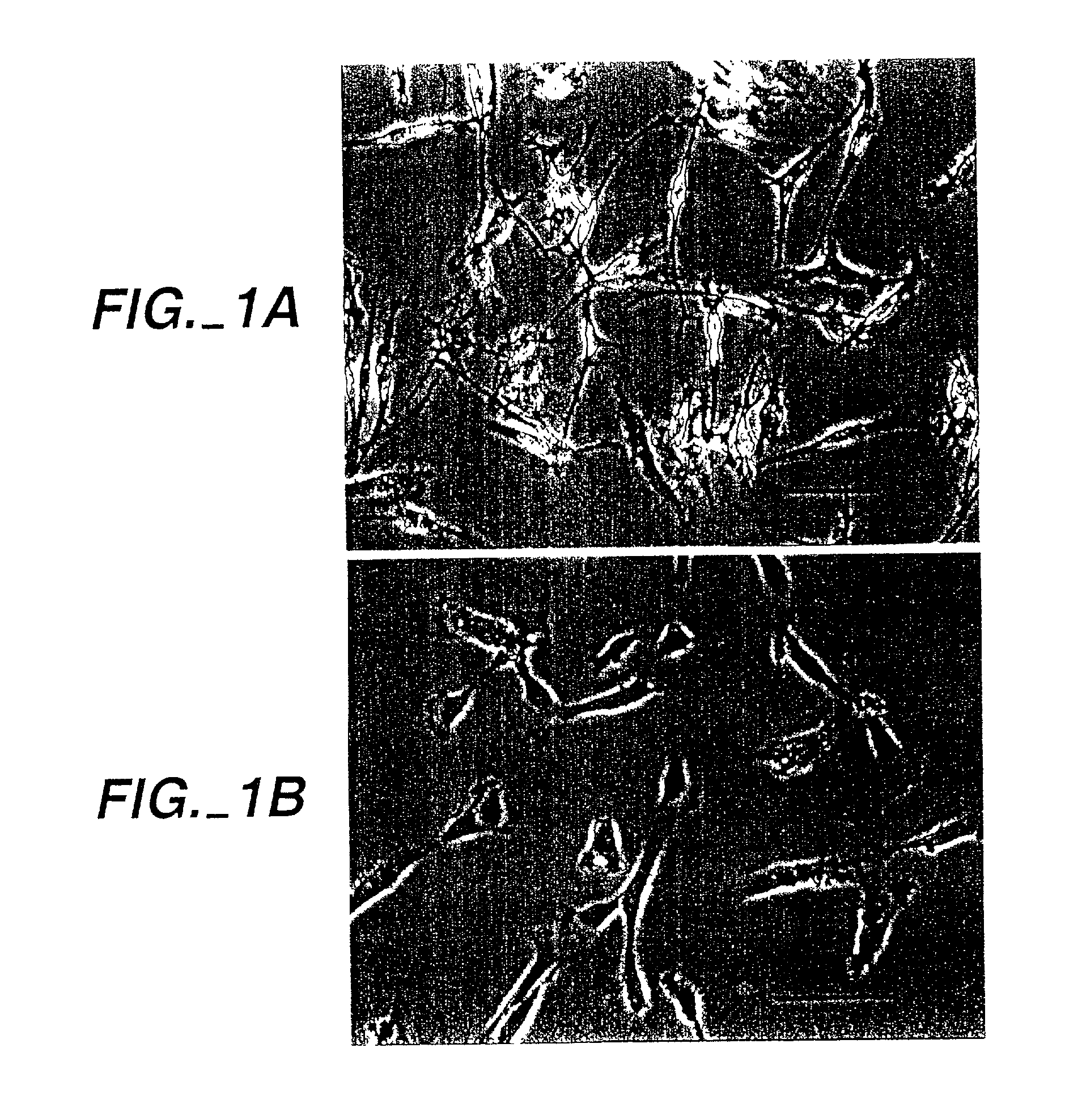Methods of producing and using a human microglial cell line