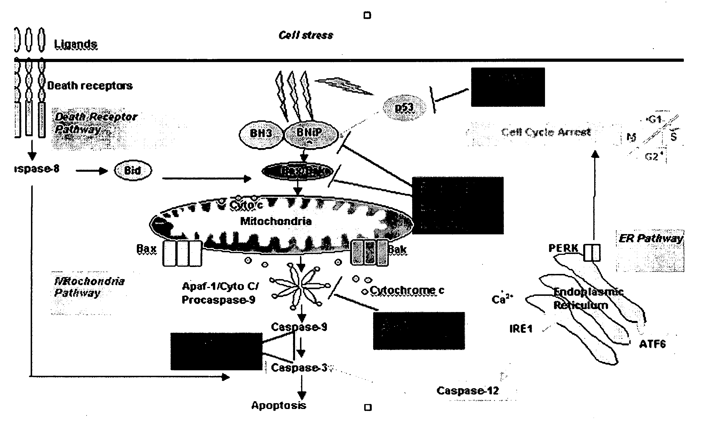 Methods for Obtaining High Viable Cell Density in Mammalian Cell Culture