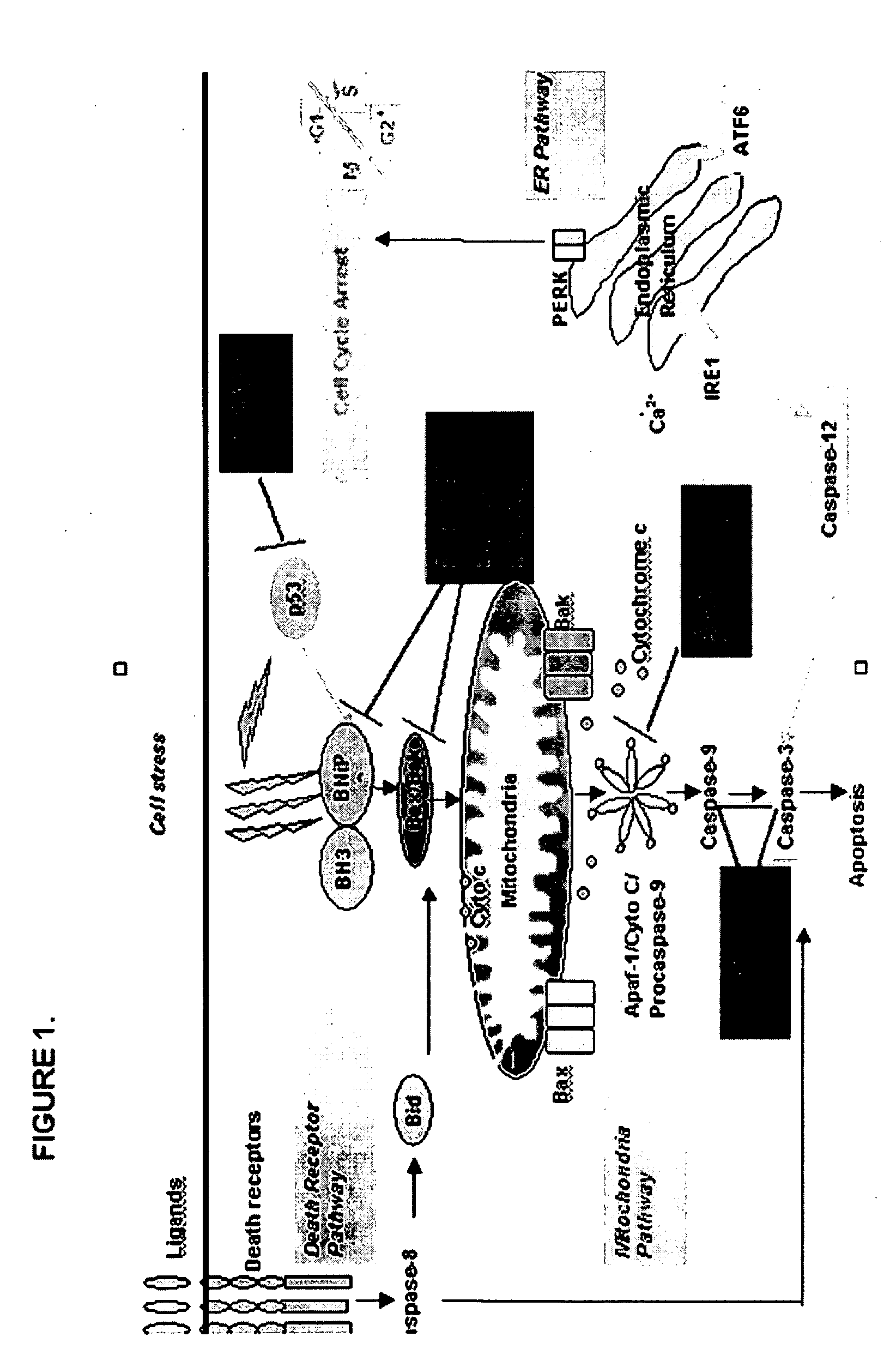 Methods for Obtaining High Viable Cell Density in Mammalian Cell Culture