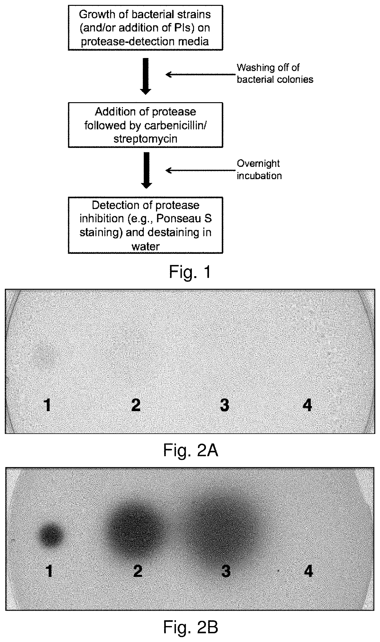 Topical and orally administered protease inhibitors and bacterial vectors for the treatment of disorders and methods of treatment