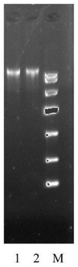 Recombinant aspergillus niger genetically engineered bacterium, construction method and application