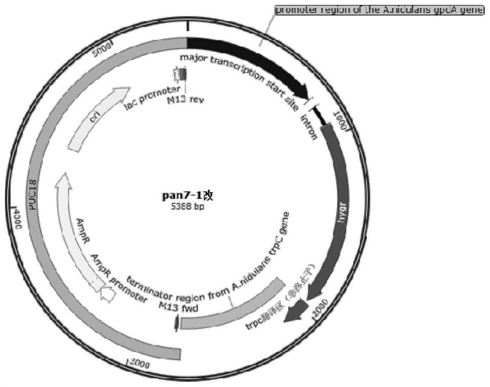 Recombinant aspergillus niger genetically engineered bacterium, construction method and application