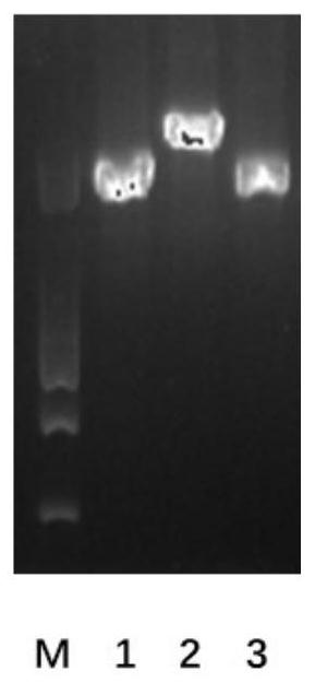 Recombinant aspergillus niger genetically engineered bacterium, construction method and application