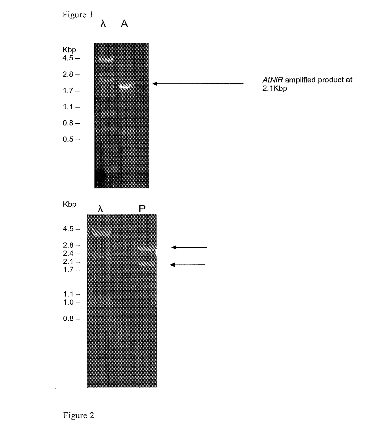 Decreasing nitrite content in tobacco via expression of a nitrite reductase