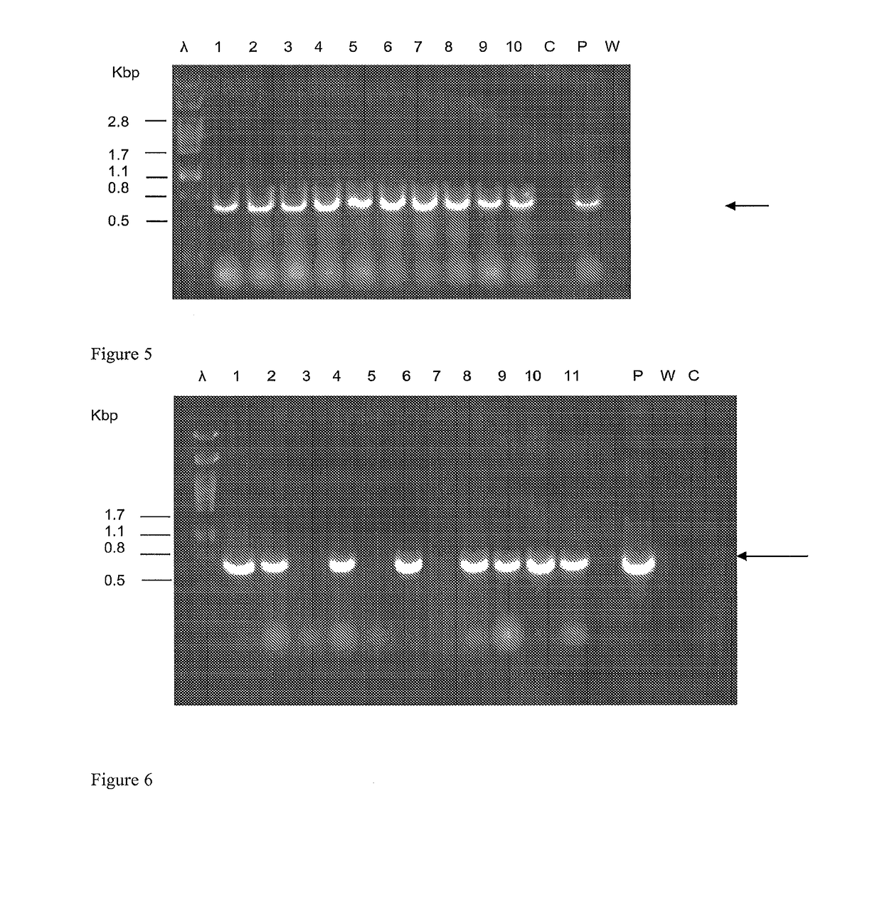 Decreasing nitrite content in tobacco via expression of a nitrite reductase