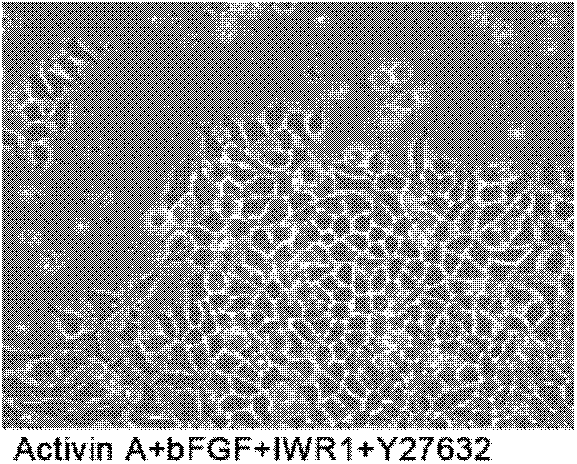 A culture method for maintaining the self-renewal state of mouse epiblast stem cells