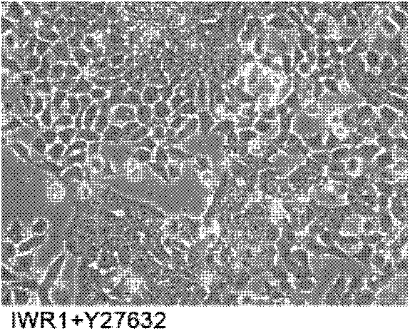 A culture method for maintaining the self-renewal state of mouse epiblast stem cells