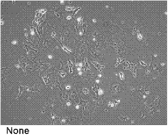 A culture method for maintaining the self-renewal state of mouse epiblast stem cells