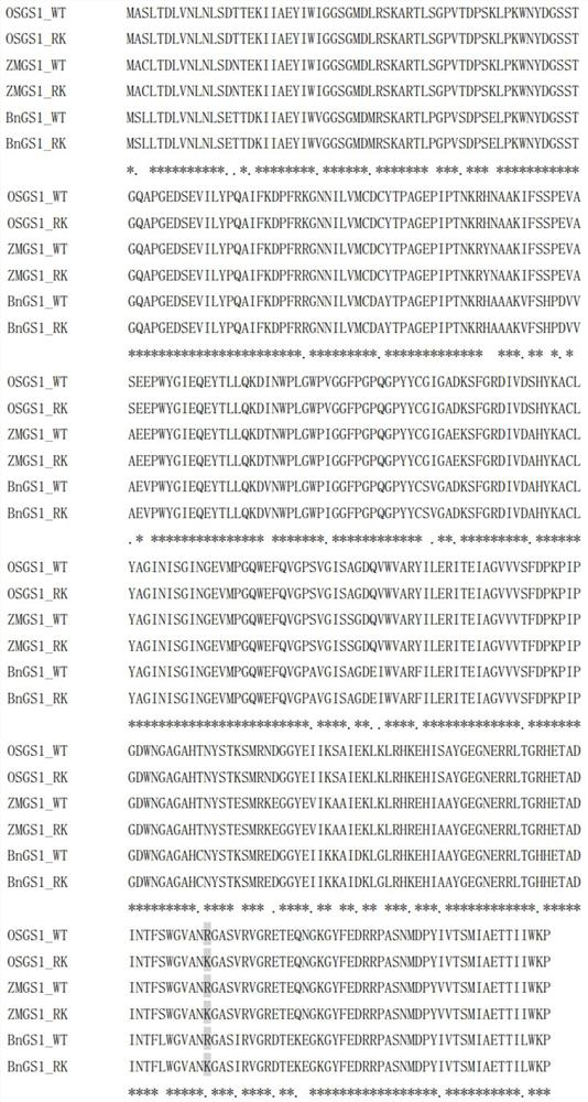 Glutamine synthetase mutant with glufosinate-ammonium resistance, recombinant gene, recombinant vector and application thereof